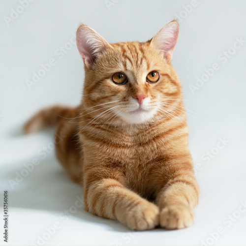 Obraz na plátně Orange cat