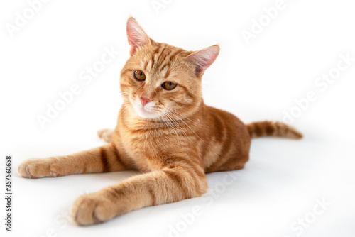 Orange cat. Portrait of tabby ginger cat over white background  wide angle. Adorable pet posing at studio. Cute domestic animal.