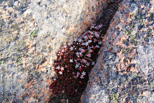 Sedum anglicum photo