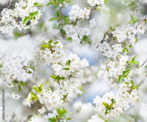 Seamless pattern of blooming cherry tree, spring. Endless template for print, textile, box, wallpaper, cover design.