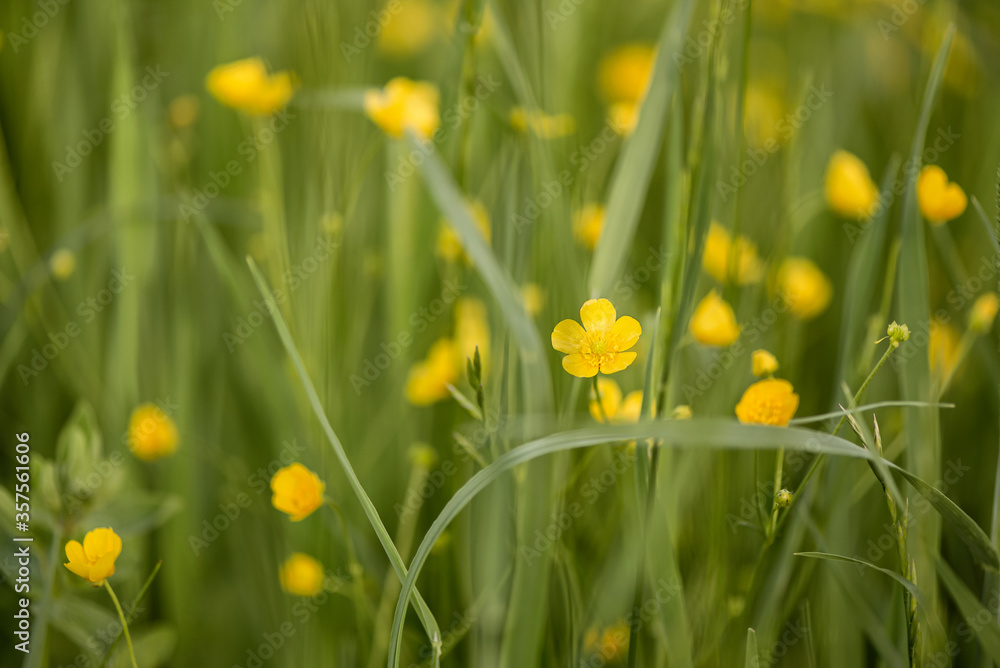Yellow Buttercup flowers bloom in the grass in summer meadow natural background Yellow Buttercup flowers bloom in the grass in summer meadow natural background