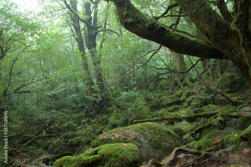 もののけ姫の森 © 川上 剛史