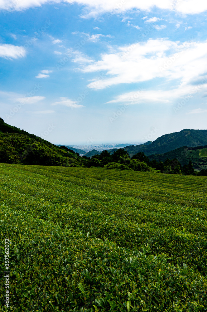 静岡市と茶畑