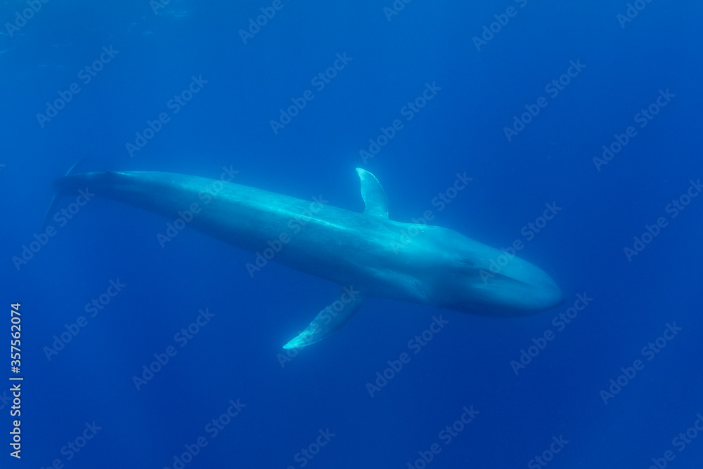 Fototapeta premium Blue whale, Atlantic Ocean, Pico Island, The Azores.