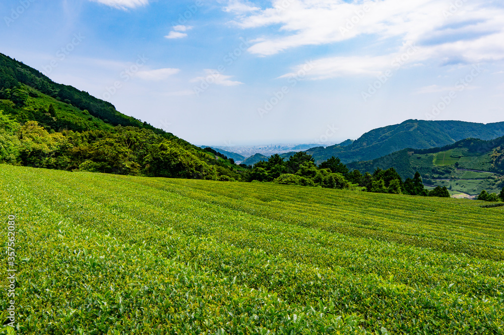 静岡市と茶畑