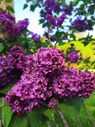 lilac flowers in a garden