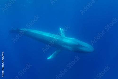 Blue whale, Atlantic Ocean, Pico Island, The Azores.