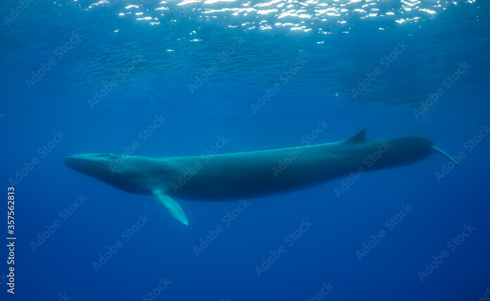 Obraz premium Fin whale near the surface, Atlantic Ocean, Pico Island, The Azores.
