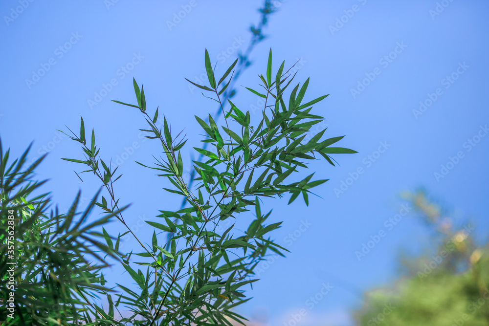 The natural blur background of the leaves, (green bamboo leaves), the back has a blue sky Changes according to the time of the sun which is reversing the horizon during the day The natural blur background of the leaves, (green bamboo leaves), the back has a blue sky Changes according to the time of the sun which is reversing the horizon during the day