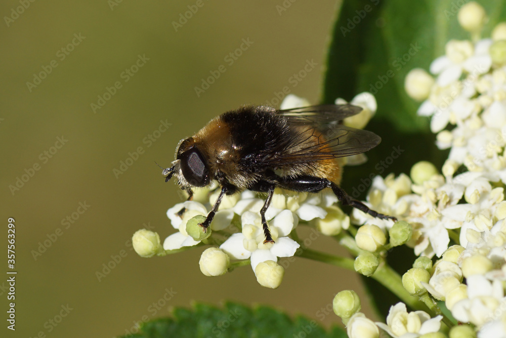 Narcissus fly, Greater bulb fly (Merodon equestris) of the family hoverflies (Syrphidae) on on the flowers of elder (Sambucus nigra), family Adoxaceae. In a Dutch garden in the spring. Netherlands. Narcissus fly, Greater bulb fly (Merodon equestris) of the family hoverflies (Syrphidae) on on the flowers of elder (Sambucus nigra), family Adoxaceae. In a Dutch garden in the spring. Netherlands.