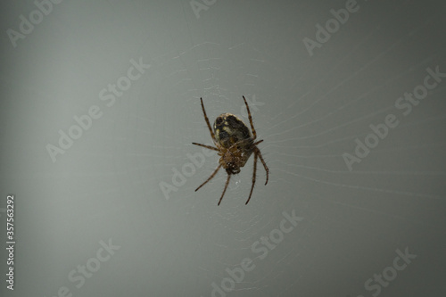 Die Spinne in Ihrem Netz