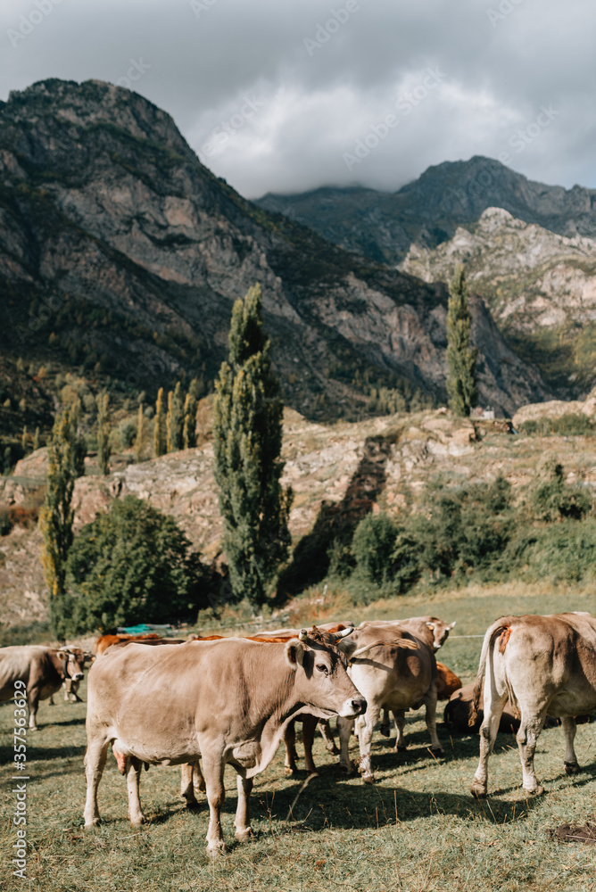 Fototapeta premium Cows grazing on a meadow near Benasque, surrounded by the highest peaks in that range, which is the main town in the Benasque Valley, located in the heart of the Pyrenees, Aragón, Spain