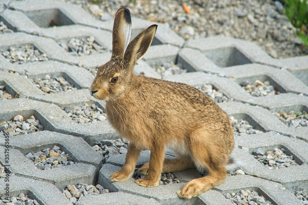 Ein brauner wilder Feldhase zu Besuch im Garten Stock Photo Adobe Stock