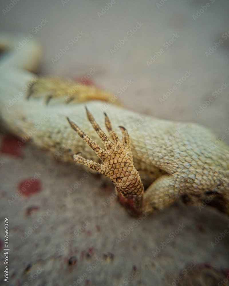 Obraz premium Dead lizard
