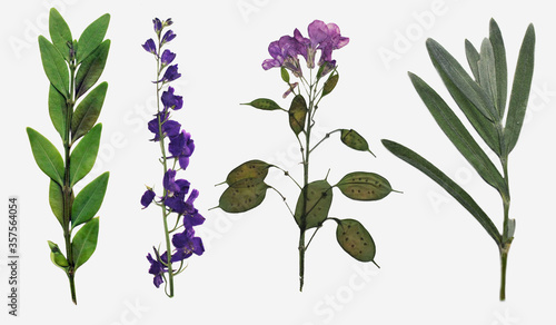 Tableau sur toile Natural herbarium