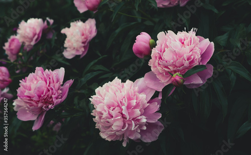 Pink peonies flowers in garden. Dark floral background. Natural pattern, stylish greeting card. Close up