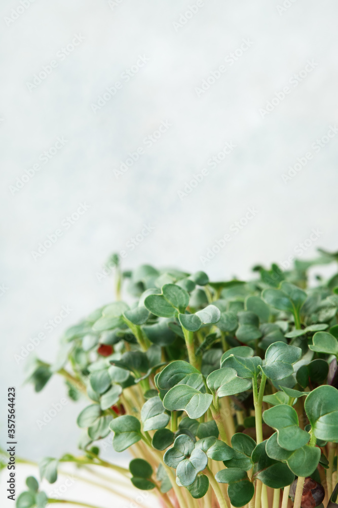 Close-up of microgreen radish. Concept of home gardening and growing greenery indoors