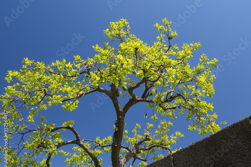 Fototapeta Naklejka Na Ścianę i Meble -  春の青空と若葉の柿の木