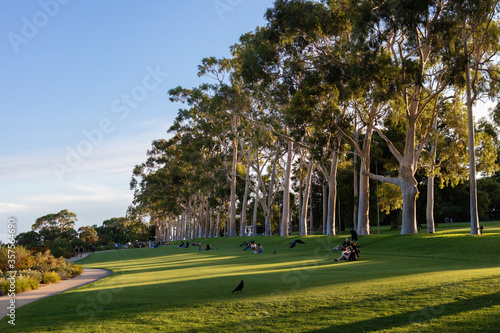 Fototapeta Naklejka Na Ścianę i Meble -  Perth, Australia; February 2020: Evening at the park with family and friends. People having picnic and resting. Kings park and botanical gardens, Perth, West Australia, Australia