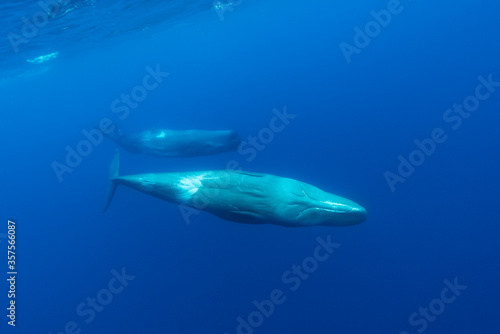 Sperm whale and her calf  Atlantic Ocean  Pico Island  The Azores.