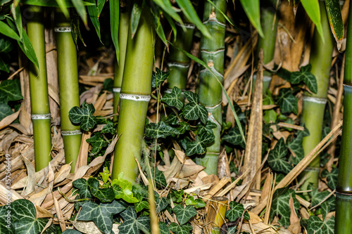 Green bamboo in the garden.