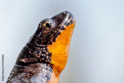 Fotografie Triton alpestre orange en gros plan regardant le ciel