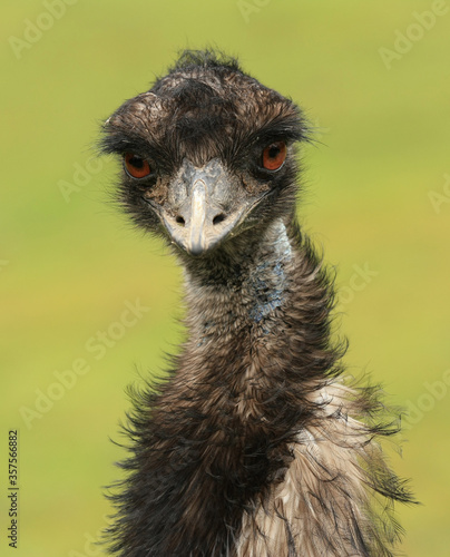Slika na platnu Close up of an emu (Dromaius novaehollandiae), a native Australian flightless bird