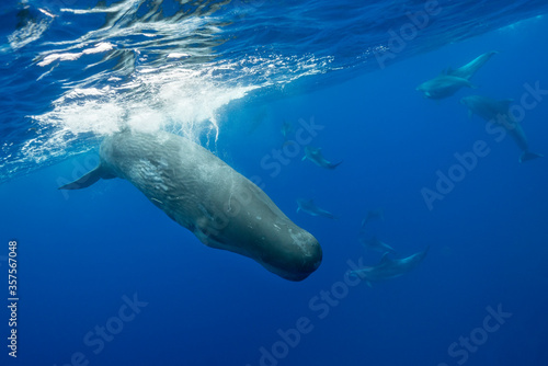 Sperm whales being harassed by a pod of bottlenosed dolphins, Atlantic Ocean, Pico Island, The Azores.