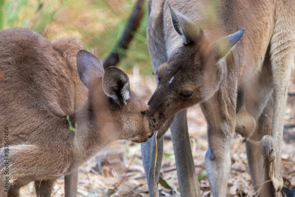Fototapeta premium Couple of kangaroos showing affection and love to each other. Yanchep national park, Western Australia WA, Australia
