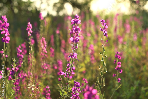 Purple flowers in the sunlight closeup