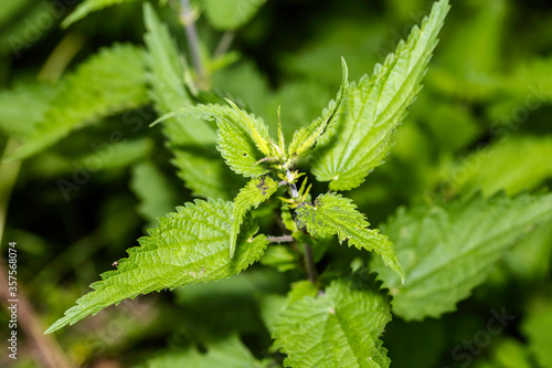 Macro Photo of a plant nettle. Nettle with green leaves. 