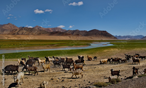 Tajikistan. North-Eastern section of the Pamir highway. A herd of goats graze in the valley of the Murghab river.