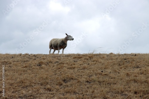 Sheep is making noise on a dike in the Netherlands