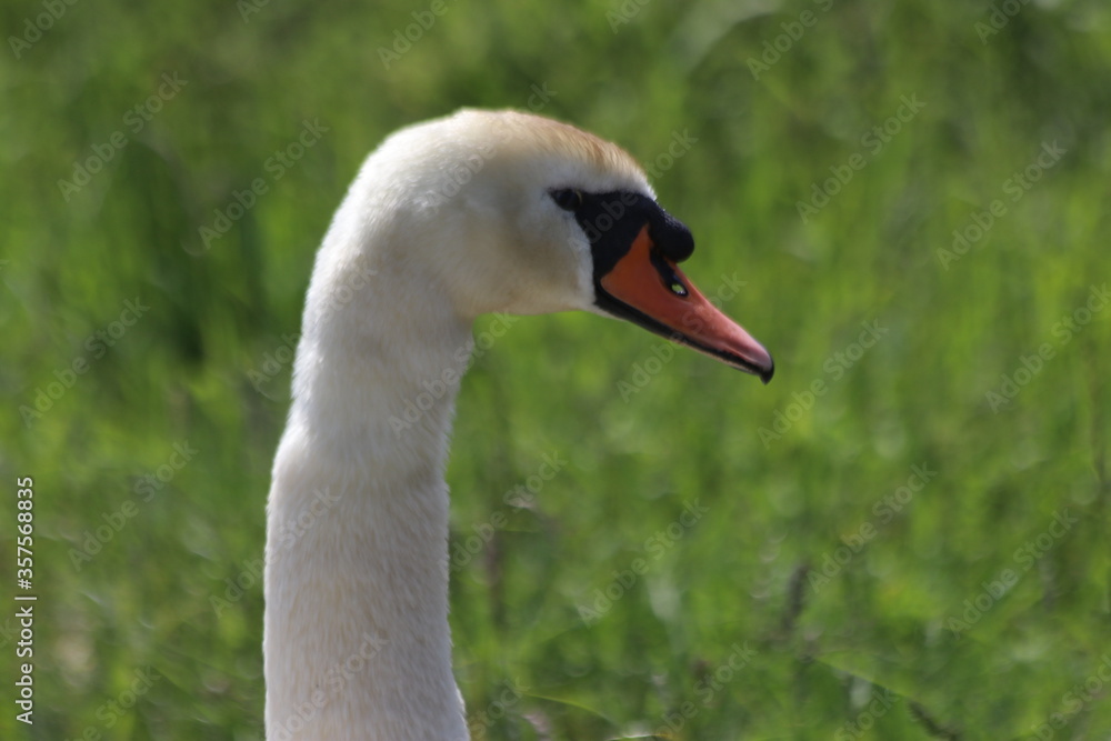 White mute swan on the street in Nieuwerkerk aan den IJssel in the Netherlands. White mute swan on the street in Nieuwerkerk aan den IJssel in the Netherlands.