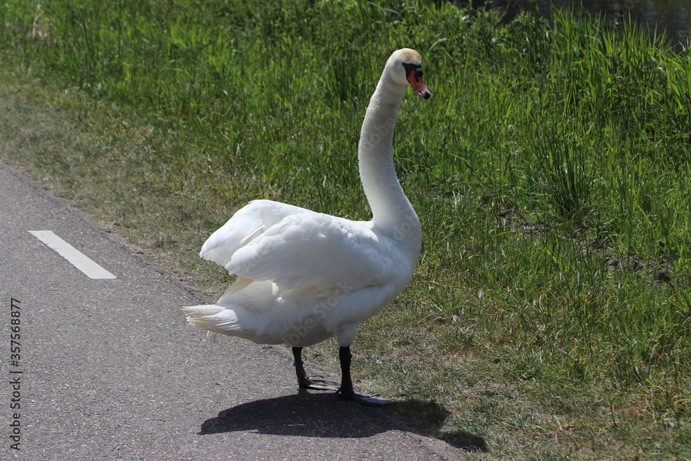 Fototapeta premium White mute swan on the street in Nieuwerkerk aan den IJssel in the Netherlands.