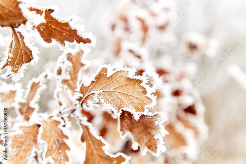 Rime on dry oak leaves. Severe frost