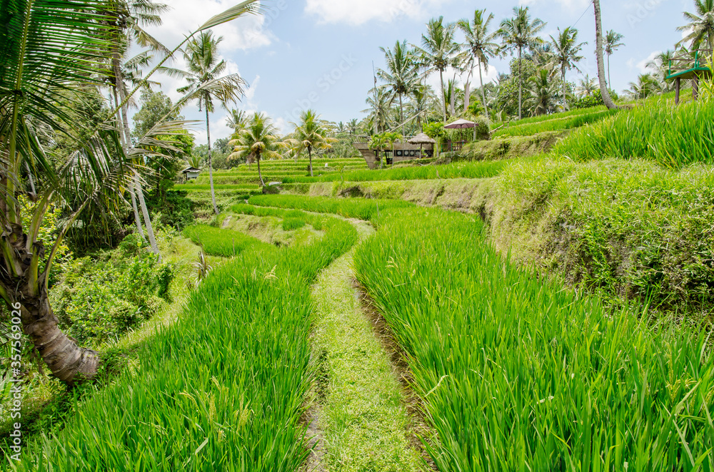 Terraced Rice Fields in Tegallalang (Bali, Indonesia) Terraced Rice Fields in Tegallalang (Bali, Indonesia)