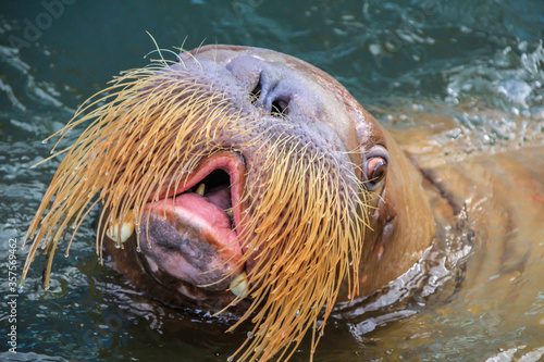 walrus (Odobenus rosmarus) male head in water. a large flippered marine mammal with a discontinuous distribution about the North Pole in the Arctic Ocean and subarctic seas of the Northern Hemisphere.