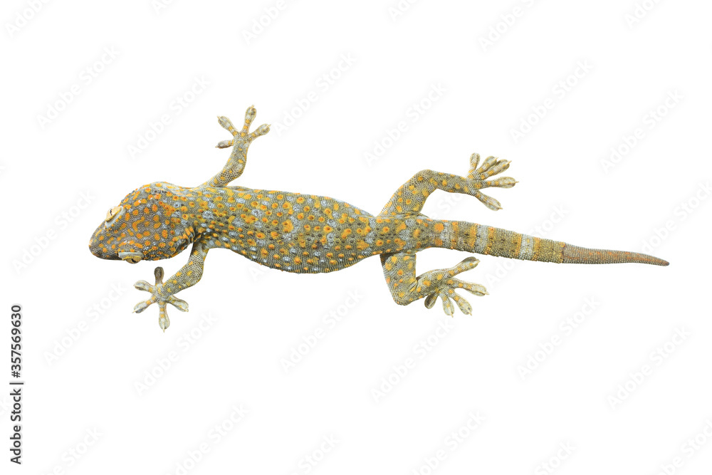Naklejka premium gecko isolate white