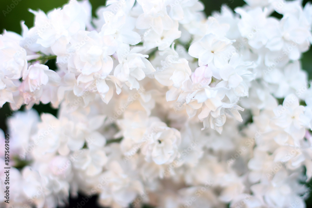 Beautiful white lilac flowers with green background. Elegant artistic image nature. Banner format, copy space. Focus on flowers in coner Beautiful white lilac flowers with green background. Elegant artistic image nature. Banner format, copy space. Focus on flowers in coner