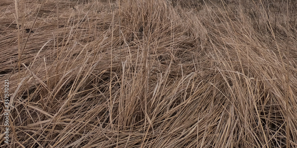 Wilted steppe grass as a background. Autumn vegetation. Wilted steppe grass as a background. Autumn vegetation.