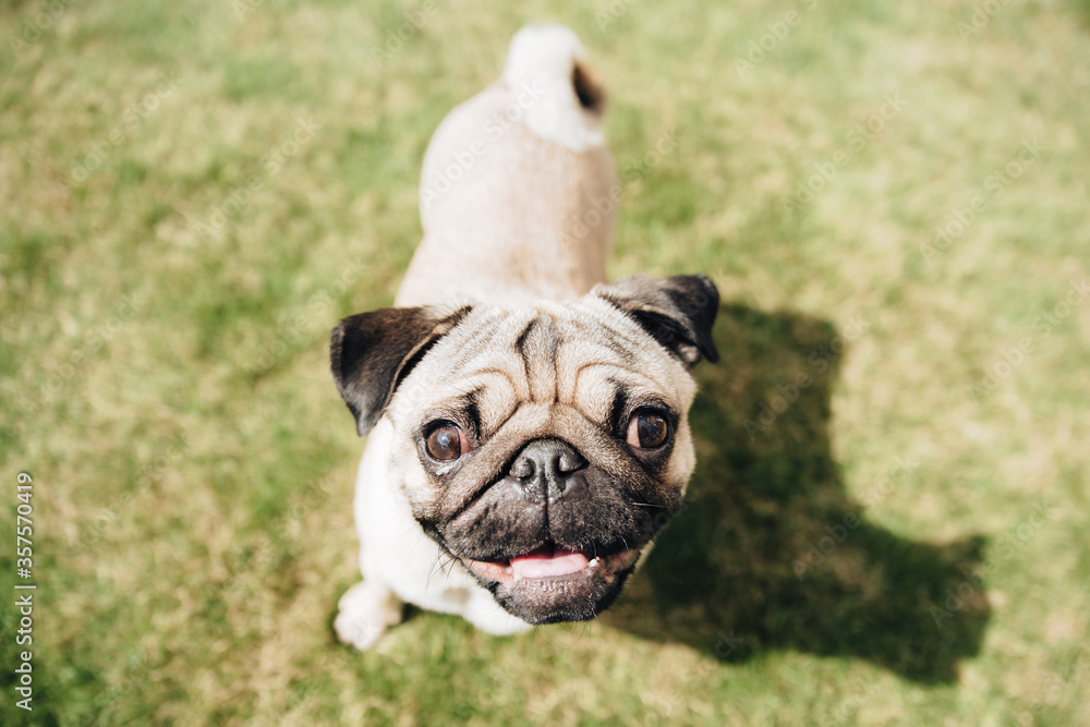 Portrait of beautiful little smilling pug puppy dog siting in front of the grass. Close up, top view, dog watching with interest. Big eyes and open mount, tongue visible. Sunny bright day. 