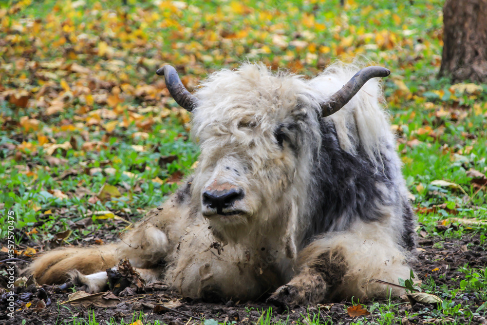 the domestic yak (Bos grunniens) lying on the falling leaves. Hoofed animals of Asia. the domestic yak (Bos grunniens) lying on the falling leaves. Hoofed animals of Asia.