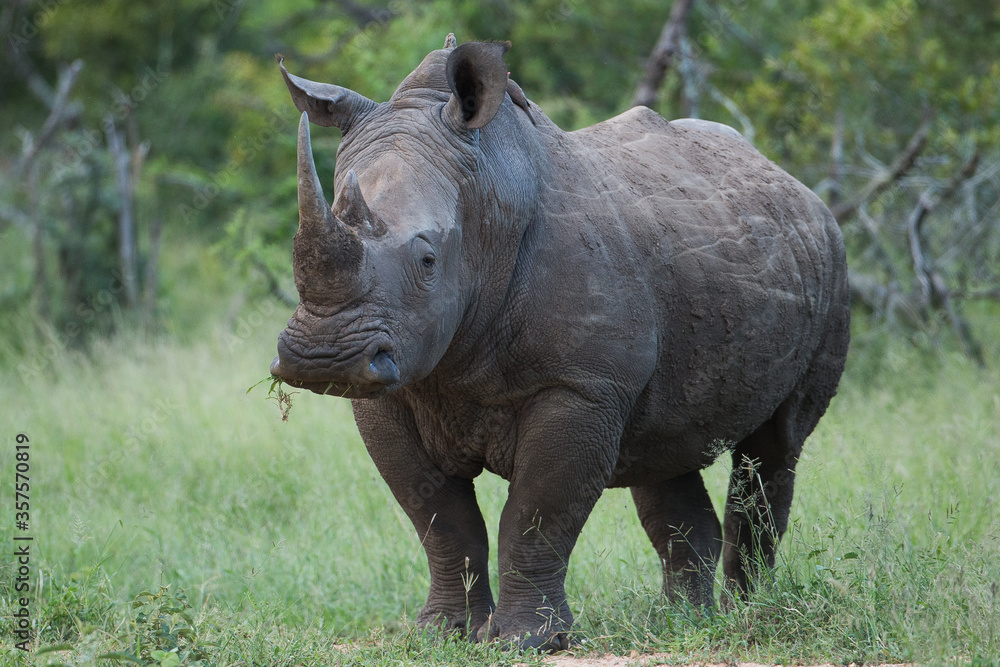 Obraz premium white rhino in the wild