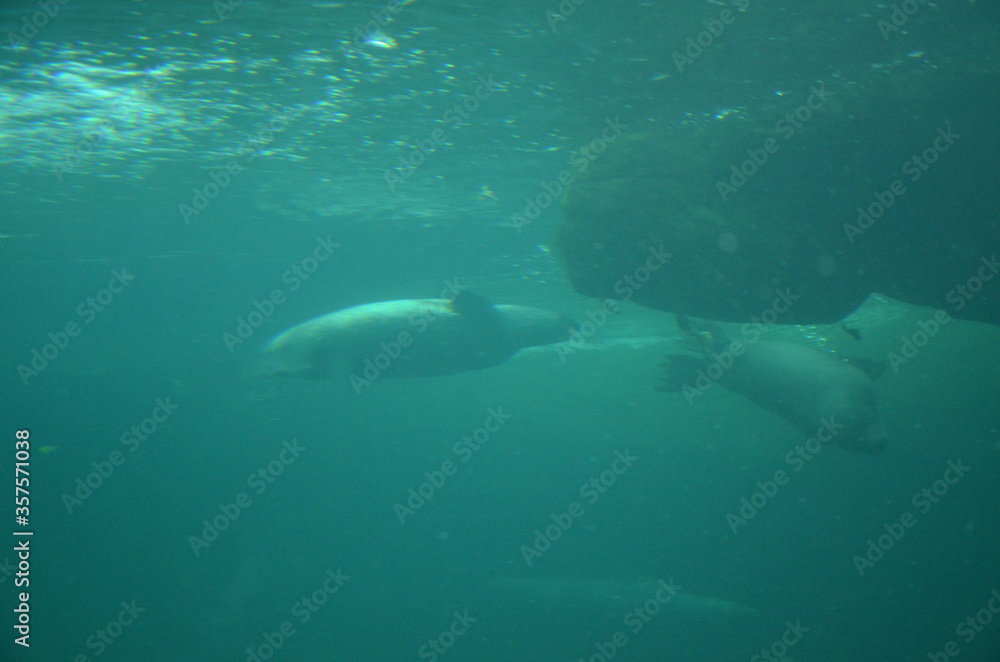 Harbor seal (Phoca vitulina) in Frankfurt zoo