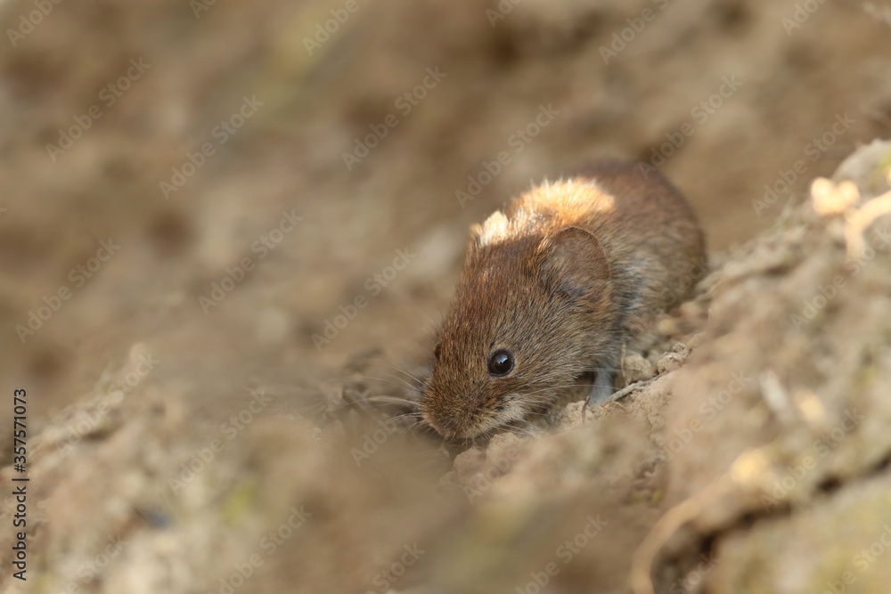 Bank vole (Myodes glareolus) in its natural habitat. Bank vole (Myodes glareolus) in its natural habitat.