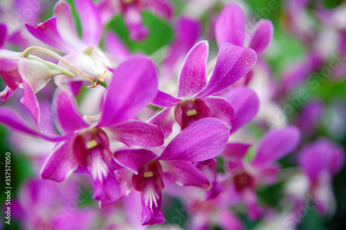 Violet flower orchids at National Orchid Garden in Singapore