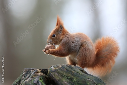 Art view on wild nature. Cute red squirrel with long pointed ears in autumn scene . Wildlife in october forest. . Sciurus vulgaris