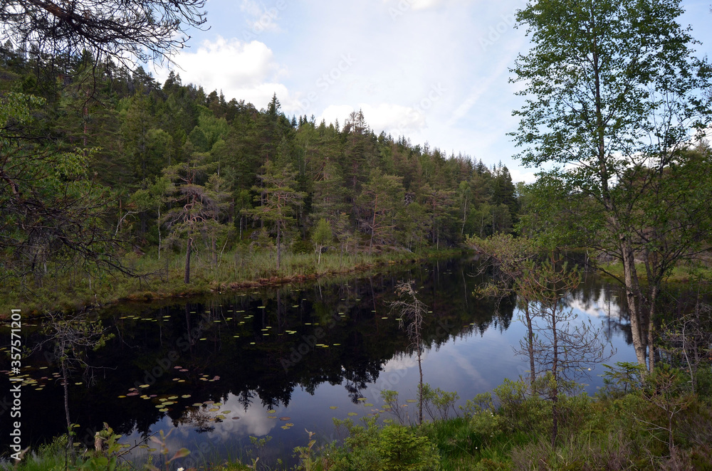 Forest on a summer day in Central Norway Forest on a summer day in Central Norway
