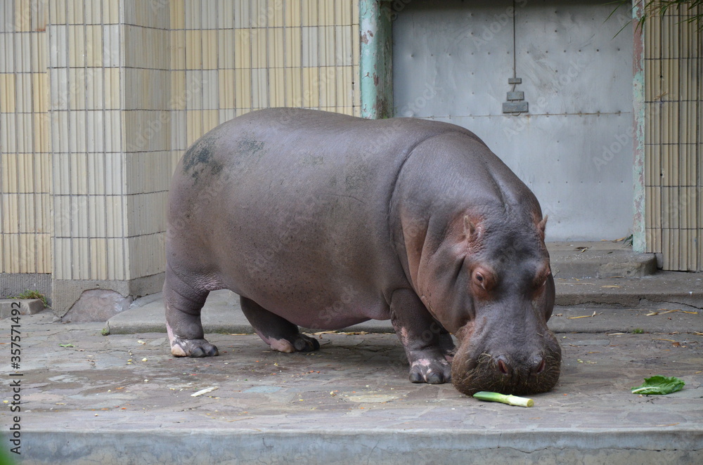 Hippopotamus (Hippopotamus amphibius) in Frankfurt zoo Hippopotamus (Hippopotamus amphibius) in Frankfurt zoo